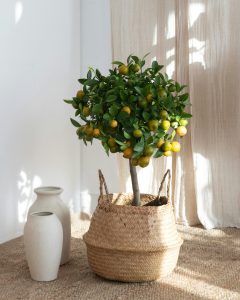 calamondin Paolo arbuste bergamotte bloomyrama