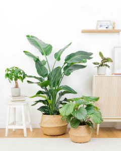 tribu emménagement plantes d'intérieur bergamotte bloomyrama