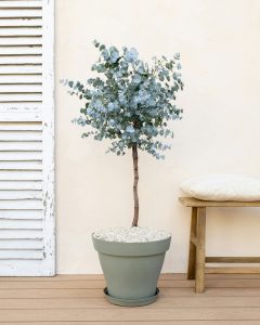 eucalyptus giovanni arbustes bergamotte bloomyrama