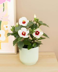 Hibiscus lynn plantes intérieur bergamotte bloomyrama