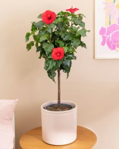 Hibiscus Héléna plantes intérieur bergamotte bloomyrama