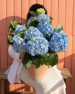 hortensia bleu eleonore plante extérieur bergamotte bloomyrama