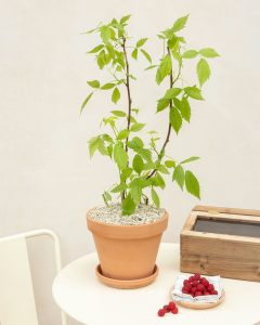 Framboisier françoise en pot livré par bergamotte bloomyrama