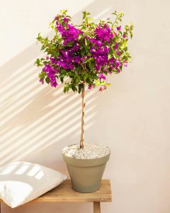 Bougainvillier Maïté plante en pot Bergamotte bloomyrama