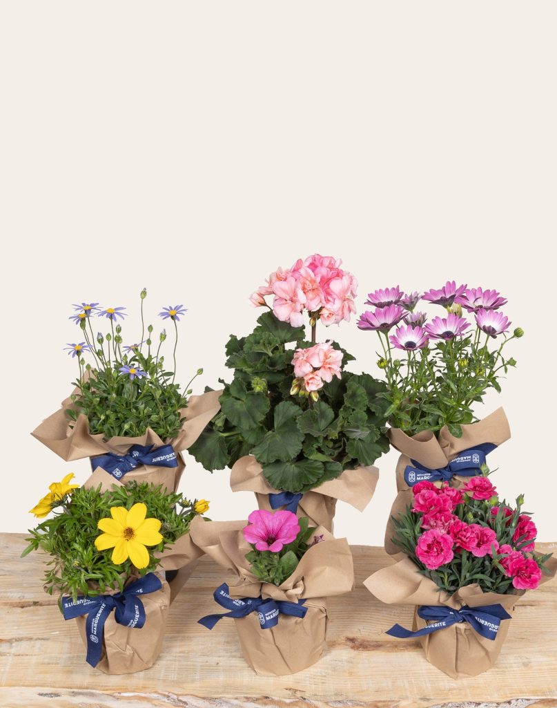 Livraison assortiments de plantes fleuries monsieur marguerite comparateur bloomyrama