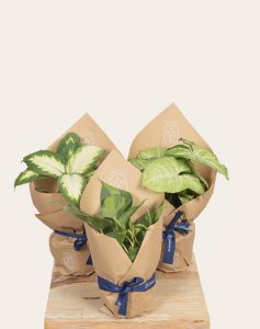 Trio plantes vertes faciles d'entretien monsieur marguerite comparateur bloomyrama