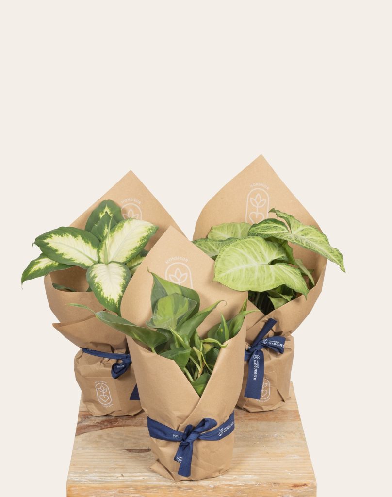 Trio plantes vertes faciles d'entretien monsieur marguerite comparateur bloomyrama