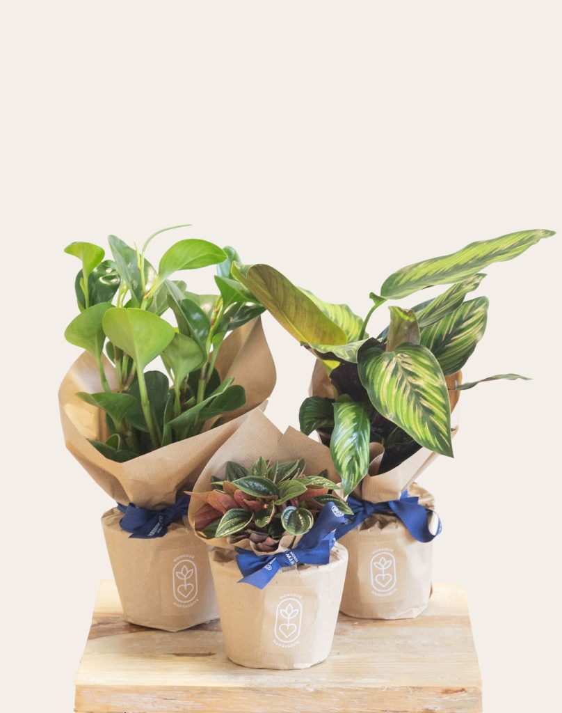 Plantes vertes non toxiques livraison monsieur marguerite comparateur bloomyrama