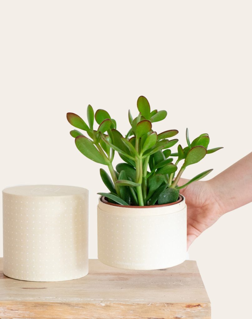 Livraison plantes vivaces crassula ovata Monsieur marguerite comparateur bloomyrama