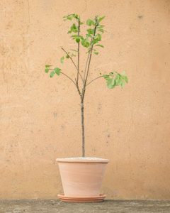 pommier Isaac livraison arbre bergamotte bloomyrama