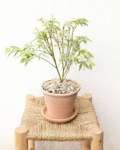 Erable du Japon Timon plante d'extérieur Bergamotte bloomyrama