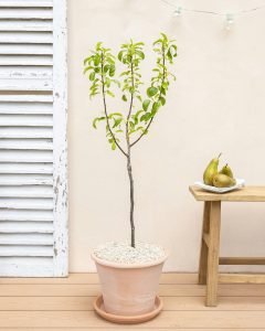 Poirier pierrick livraison arbustes bergamotte bloomyrama