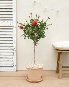 Callistemon Simon livraison plantes d'extérieur bergamotte comparateur bloomyrama