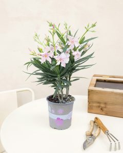 Laurier rose louison livraison bergamotte bloomyrama