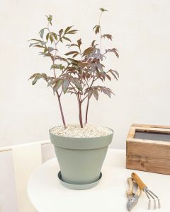 Pivoine ariane en pot rose blanche bergamotte bloomyrama