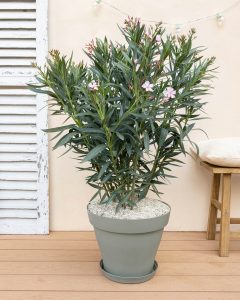 Laurier rose arbuste bergamotte bloomyrama