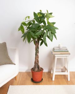 Pachira torsadé plante verte bergamotte bloomyrama