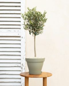 olivier luciano arbuste livraison bergamotte comparateur bloomyrama