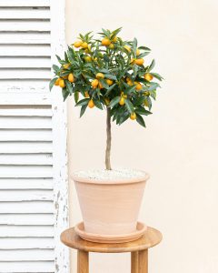 kumquat augustin arbuste fruitier agrumes bergamotte bloomyrama