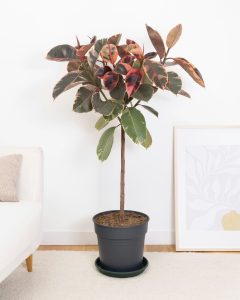 Plante d'intérieur ficus ava bergamotte bloomyrama
