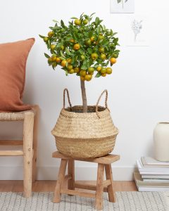 calamondin Paolo arbuste bergamotte bloomyrama