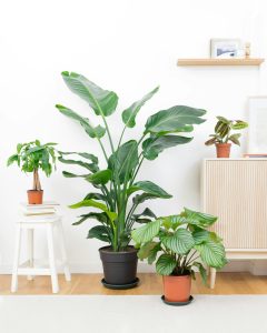 tribu emménagement plantes d'intérieur bergamotte bloomyrama