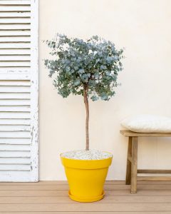 eucalyptus giovanni arbustes bergamotte bloomyrama