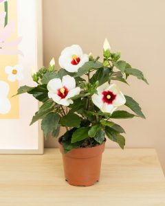 Hibiscus lynn plantes intérieur bergamotte bloomyrama