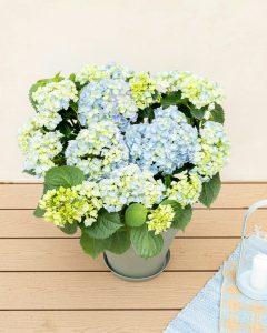 hortensia bleu eleonore plante extérieur bergamotte bloomyrama