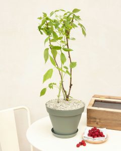 Framboisier françoise en pot livré par bergamotte bloomyrama