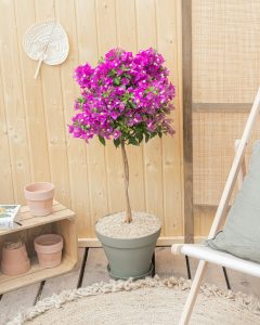 Bougainvillier Maïté plante en pot Bergamotte bloomyrama