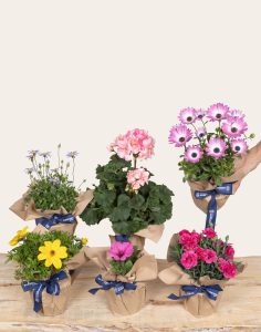 Livraison assortiments de plantes fleuries monsieur marguerite comparateur bloomyrama