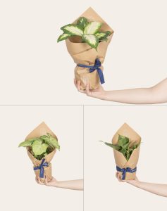 Trio plantes vertes faciles d'entretien monsieur marguerite comparateur bloomyrama