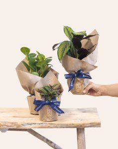 Plantes vertes non toxiques livraison monsieur marguerite comparateur bloomyrama