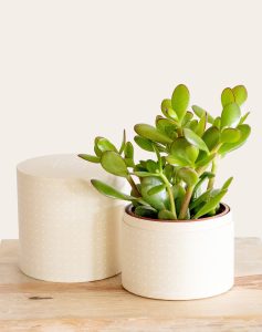 Livraison plantes vivaces crassula ovata Monsieur marguerite comparateur bloomyrama