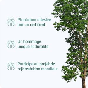 arbre hommage livraison 123fleurs comparateur bloomyrama