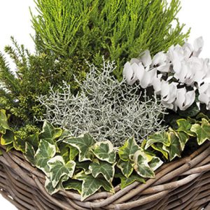 composition plantes vertes et fleuries panier vannerie comparaison bloomyrama