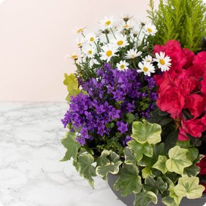 composition plantes fleuries multicolore comparaison bloomyrama