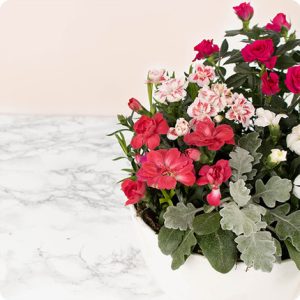 coupe de plantes fleuries rouge 123fleurs comparateur bloomyrama