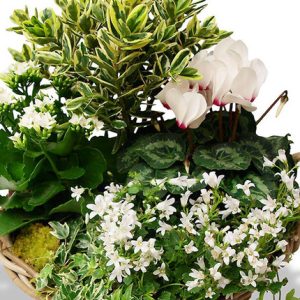 composition deuil mémoire du cœur bloomyrama