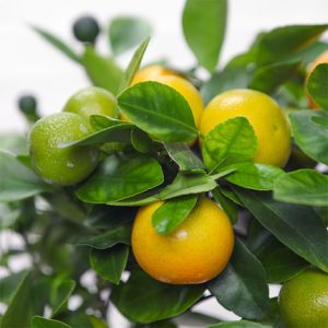 oranger calamondin aquarelle bloomyrama