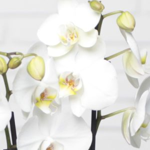 phalaenopsis blanc orchidées aquarelle bloomyrama