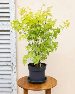 Erable du Japon Hana acer bergamotte bloomyrama