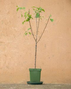 pommier Isaac livraison arbre bergamotte bloomyrama