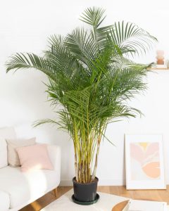 Areca Armand plante d'intérieur bergamotte bloomyrama