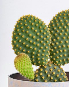 Cactus arthus plantes succulentes bergamotte bloomyrama