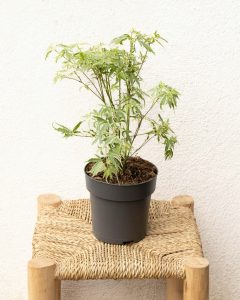 Erable du Japon Timon plante d'extérieur Bergamotte bloomyrama