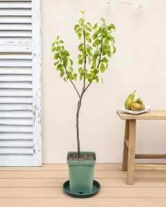 Poirier pierrick livraison arbustes bergamotte bloomyrama