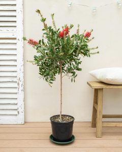 Callistemon Simon livraison plantes d'extérieur bergamotte comparateur bloomyrama