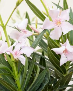 Laurier rose louison livraison bergamotte bloomyrama